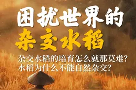 困扰世界的杂交水稻：杂交水稻的培育为什么会那么困难？视频封面