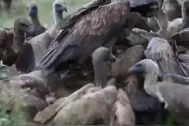 神秘大鸟现身河南，大量喜鹊追随左右不断鸣叫，场面如百鸟朝凤视频封面