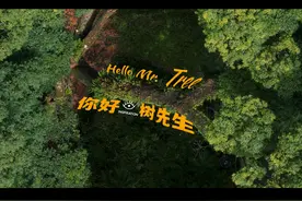 在四川，遇见1700年前的树 #灵感中国 #中国最美桢楠林视频封面