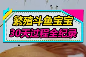 泰国斗鱼如何孵化小鱼宝宝，30天生小鱼过程全纪录！ 看完会发现十分简单，赶紧尝试起来！#水族 #养鱼日记 #泰国斗鱼 #斗鱼繁殖视频封面
