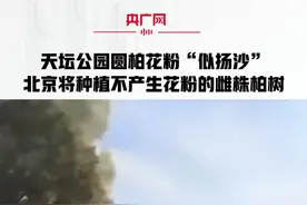 天坛公园圆柏花粉“似扬沙” 北京将种植不产生花粉的雌株柏树#花粉过敏视频封面