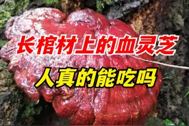 四川一祖坟挖出“血灵芝”，长棺材上的灵芝，人真的能吃吗？ （2） #灵芝 #植物知识 #抖音知识年终大赏视频封面