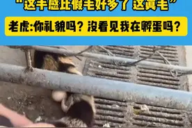 女子偶然摸到老虎尾巴。#动物 #万万没想到视频封面