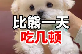 你们家的比熊一天吃几顿？ #比熊 #比熊幼犬 #养宠问题找安爸视频封面