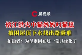 榕江洪灾中猫妈妈叼猫崽被困屋顶下水找出路避难，拍摄者：为母则刚在这一刻具像化了#媒体精选计划 #榕江 #猫 #洪灾 #为母则刚视频封面