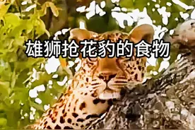 雄狮抢花豹的食物 #动物趣闻 #弱肉强食的动物世界 #雄狮vs花豹视频封面