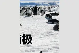 地球脉动-从南极到北极（三） #动物世界 #神奇大自然