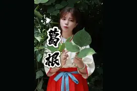 【葛根】你能分的清柴葛根和粉葛根吗？ #葛根 #葛根粉 #葛根种植  #植物科普  #你家乡也有这种植物吗视频封面