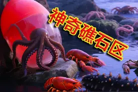 小章赶海搬石块！大力出奇迹！石块下的海鲜猛货可太多啦！视频封面