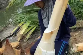 椰子树芯，能生吃能做菜！ #椰子树芯 #科普 #涨知识视频封面
