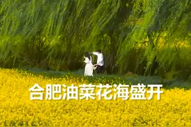 “2025合肥罗家疃油菜花海盛开了”这么浪漫的花花你想和谁一 起看#春天当然要拍油菜花 #春暖花开奔你而来 #又到了看花花的季节了 #合肥 #霸都航拍视频封面