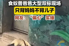 近日，上海野生动物园，食蚁兽爸爸对老婆和孩子完全两个态度，被网友称为“大型双标现场”，偏心实锤！#食蚁兽 #动物园视频封面