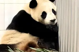 一起来看“福宝”#大熊猫福宝 #福宝初步检查无异常 #大熊猫视频封面