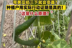 弯黄瓜掐三下就会变直？种植户用实际行动证明是真的！“这是什么原理？”#怎么回事 #黄瓜视频封面