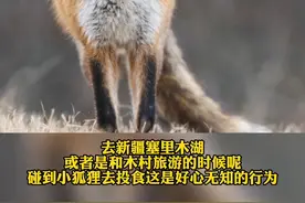 重要提醒！千万别投喂小狐狸#动物保护 #狐狸 #新闻 视频封面