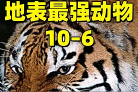地表最强动物大排名，和你心目中的一样吗？