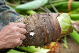 一个槟榔芋5斤重，炖肉煲汤蘸酱都好吃，粉粉糯糯香甜营养