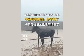 如今我国正在面临“缺驴”危机，牛和马有的是，驴不够了，驴的存栏量远低于市场需求#驴 #牛马 #你怎么看