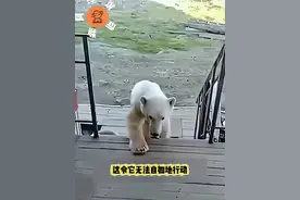 北极熊的舌头被罐子卡住！竟冒险进入人类生活区，找人忙帮 #野生动物世界 #北极熊视频封面