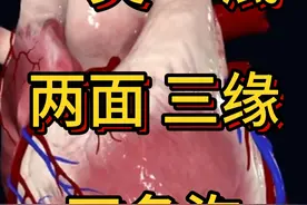 心脏表面可以分为一尖一底两面三缘四条沟 快来学习一下心脏结构吧！#心脏 #心脏3d解剖图 #抖出健康知识宝藏 #开工去班味健康指南  #内容启发搜索视频封面