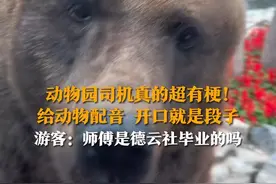 10月21日（采访），北京野生动物园，动物园的观光车司机真的超有梗！一边讲解动物，一边给乘客讲起了相声，开口就是段子。游客：师傅是德云社毕业的吗？视频封面