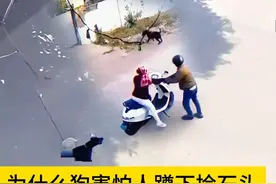 为什么狗害怕人蹲下捡石头？ #动物 #动物的迷惑行为 #狗狗 #狗 #内容启发搜索