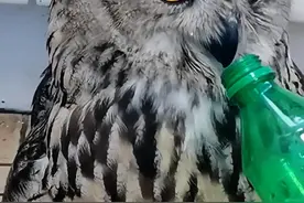 憨宝帮助蜀黎分忧，年底高低要给个先进 国家二级保护鸟类丘鹬，断嘴求助派出所后，因为他的食物是蜗牛、甲虫等无脊椎动物，前阵子为蚯蚓还行，现如今食欲不振，民警正愁上哪去给丘鹬抓蜗牛，没成想憨宝给抓了不少蜗牛，丘鹬鸟胃口大开，蜀黎表扬了憨宝，没白疼他，就冲憨宝的表现，年底高低要给他一个先进，眼巴前奖励憨宝半斤牛肉。#神奇动物在抖音 #猫头鹰 #人与动物和谐共处 #万物皆有灵性 #动物趣事视频封面