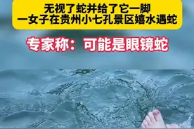 游客在贵州小七孔景区遇眼睛蛇，景区回应：这很正常#贵州小七孔景区 #眼镜蛇 #野外遇蛇视频封面