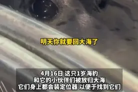 #小海豹#万物有灵视频封面