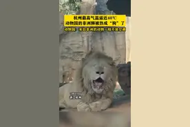 杭州最高气温逼近40°C 动物园的非洲狮被热成“狗”了 动物园：来自非洲的动物一般不装空调