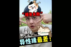 猫看猫嫌！布偶猫在猫圈里，真的丑成那样么？ #布偶猫 #新手养猫 #猫咪日常 #程园长