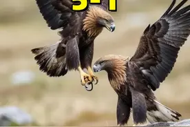 空中最强生物第5名-第1名来了，老规矩，结尾有彩蛋哦~视频封面