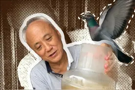 鸽子续命水如何调配 #赛鸽 #鸽子 #养鸽人 #信鸽赛鸽