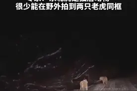 罕见！网友拍到野生#东北虎 “情侣”。专家：东北虎是独居动物，很少能在野外拍到两只老虎同框视频封面