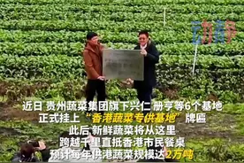 贵州六大蔬菜基地挂牌“香港专供”  预计每年供港蔬菜规模达2万吨视频封面