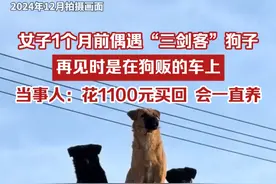 女子1个月前偶遇“三剑客”狗子，再见时，是在狗贩的车上，当事人：不是剧本，花1100元买回了，会一直养着。（来源：@房顶三剑客 ）视频封面