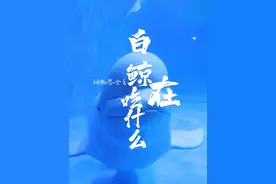 极地动物餐食系列之白鲸在吃什么？居然吃这些！视频封面