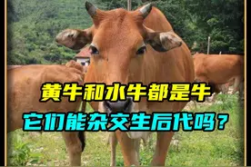 马跟驴杂交生出骡子，黄牛和水牛都是牛，它们能杂交生后代吗？视频封面