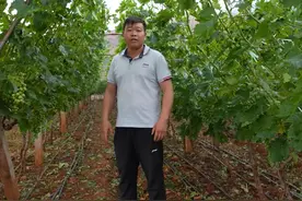 【应急科普】葡萄冰雹灾害应急及预防措施 特别注意：要即时迅速喷施药剂，防治病害，恢复树势。#新农人计划2024    #大地耕春   #抖音助农 #农业技术推广   #葡萄种植  @DOU+小助手  @抖音短视频视频封面
