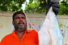 国外都是如何杀鱼的， 印度人处理鱼的方式很有特色，很丝滑很解压。#好大一条鱼 #干净又卫生 #印度杀鱼