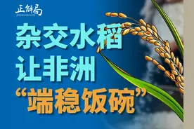 一粒种子，让200万人摆脱饿肚子！ 中国杂交水稻技术视频封面