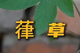 农村常见的杂草，没想到一斤能卖19块！ #葎草 #拉拉秧 #植物科普 #三农 #我的小菜园