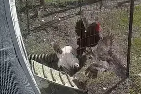 雀鹰捕食白鸡，被大公鸡按在地上摩擦
#生态散养 #老鹰抓小鸡视频封面