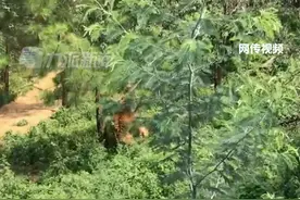7月9日，云南玉溪，#官方通报网传男子捡菌拍到3老虎打架 ：从未在本地拍到野生虎类，出现3只老虎概率几乎为零。视频封面
