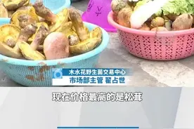 云南“食菌季”拉开帷幕！松茸突破20000元/公斤！#野生菌 #有一种叫云南的生活 #菌子的季节视频封面