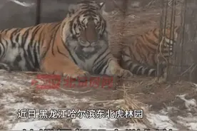 男子带着家人前往哈尔滨东北虎林园游玩，结果发现东北虎看到肉也“爱答不理的”。他感叹：“南方小土豆”太有实力了，给我们东北虎都喂得都走不动道了！”网友表示：夏天去喂老虎的时候，老虎很凶猛，看到肉就扑上来，还追着我们的车吃；这个冬天去，我感觉它们瞅着我们都爱答不理的了。视频封面