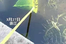 3月27日，女子池塘边捞蝌蚪，一网下去收获颇丰。#动物世界 #童年回忆视频封面