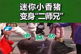 2月10日河南郑州，女子网购迷你小香猪，一年后长成100多斤大肥猪，网友：行走的五花肉#女子网购小香猪结果长成大肥猪 #河南dou知道#网购小香猪 @大参考喜财 视频封面