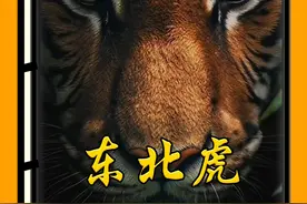 东北虎的战斗力有多强悍？堪称猫科动物中的NO.1 #老虎 #东北虎 #动物科普 #百兽之王老虎视频封面