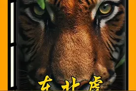 东北虎的战斗力有多强悍？堪称猫科动物中的NO.1 #老虎 #东北虎 #动物科普 #百兽之王老虎